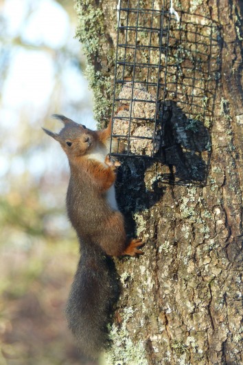 Location de vacances - Chalet à Champagnat - Un de nos locataires