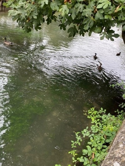 Location de vacances - Maison - Villa à L'Isle-sur-la-Sorgue