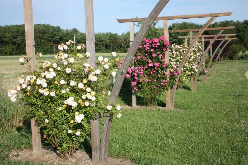 Location de vacances - Maison - Villa à Draché - Arches de rosiers pour vous accueillir....
