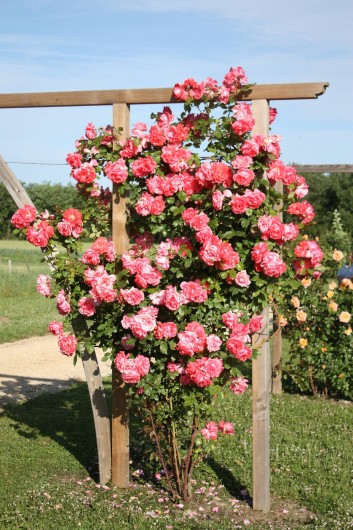 Location de vacances - Maison - Villa à Draché - Rosier en fleurs