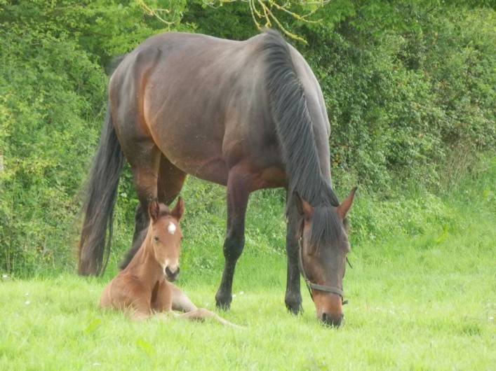 Location de vacances - Chambre d'hôtes à Croisilles