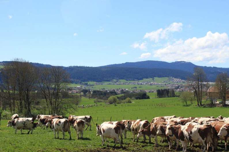 Location de vacances - Gîte à Les Fins - troupeau de vaches