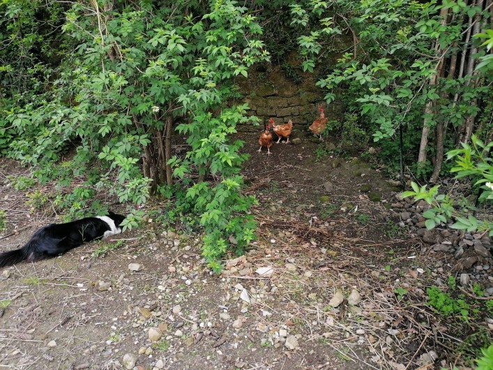Location de vacances - Gîte à Alzon
