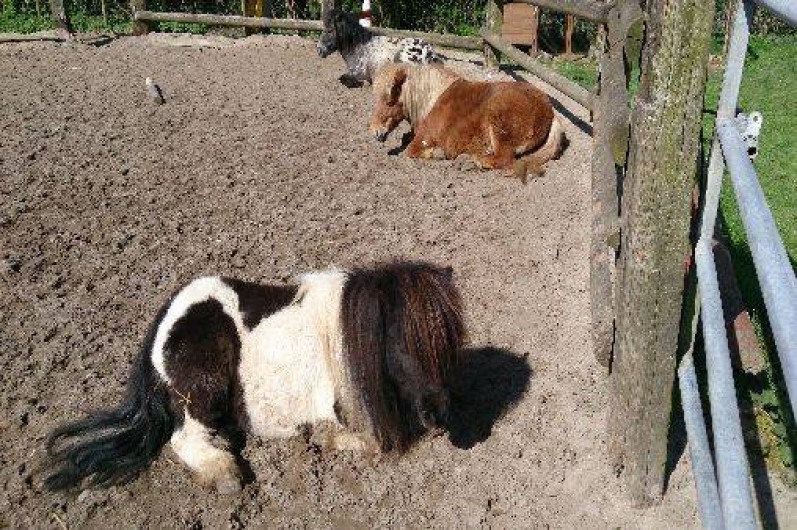 Location de vacances - Gîte à Saint-Martin-Choquel