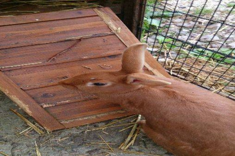 Location de vacances - Gîte à Saint-Martin-Choquel