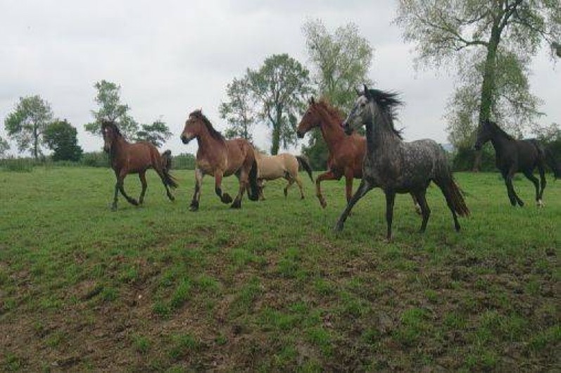 Location de vacances - Gîte à Saint-Martin-Choquel