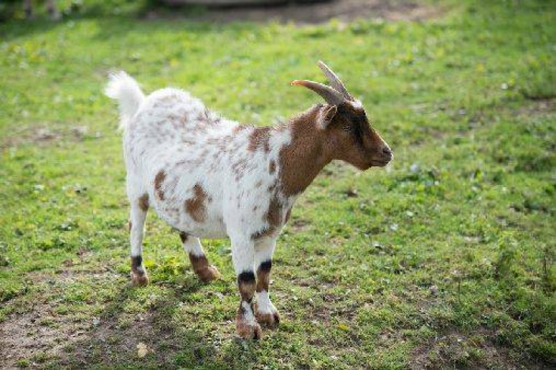 Location de vacances - Gîte à Saint-Martin-Choquel