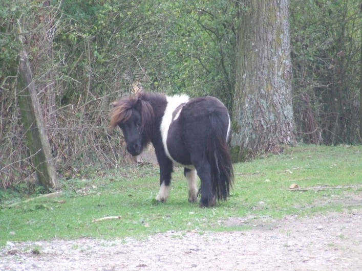 Location de vacances - Gîte à Saint-Martin-Choquel