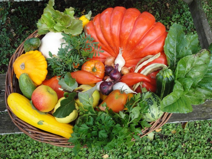 Location de vacances - Chambre d'hôtes à Saint-Loup-de-Naud - Récolte du potager