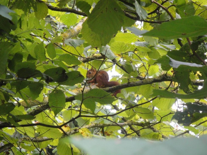 Location de vacances - Chambre d'hôtes à Saint-Loup-de-Naud - Écureuil dans le merisier