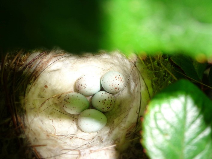 Location de vacances - Chambre d'hôtes à Saint-Loup-de-Naud - Nid de chardonneret dans un rosier