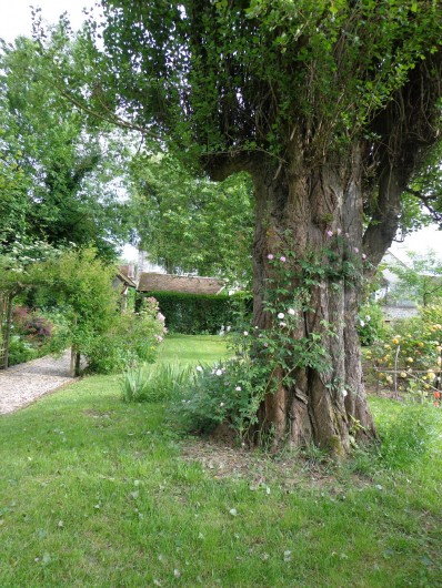 Location de vacances - Chambre d'hôtes à Saint-Loup-de-Naud - Paul's Himalayan Musk part à l’assaut du peuplier