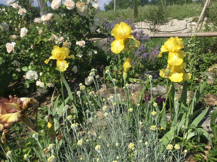 Location de vacances - Gîte à Lendou-en-Quercy - iris à grande fleurs des jardins