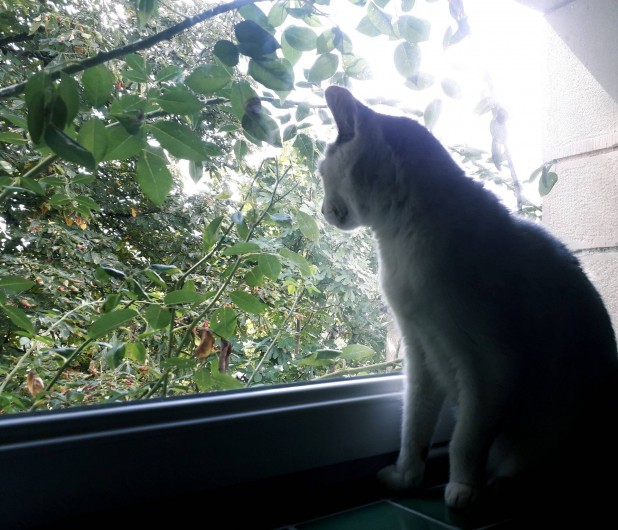 Location de vacances - Gîte à Lendou-en-Quercy - Un de nos chats