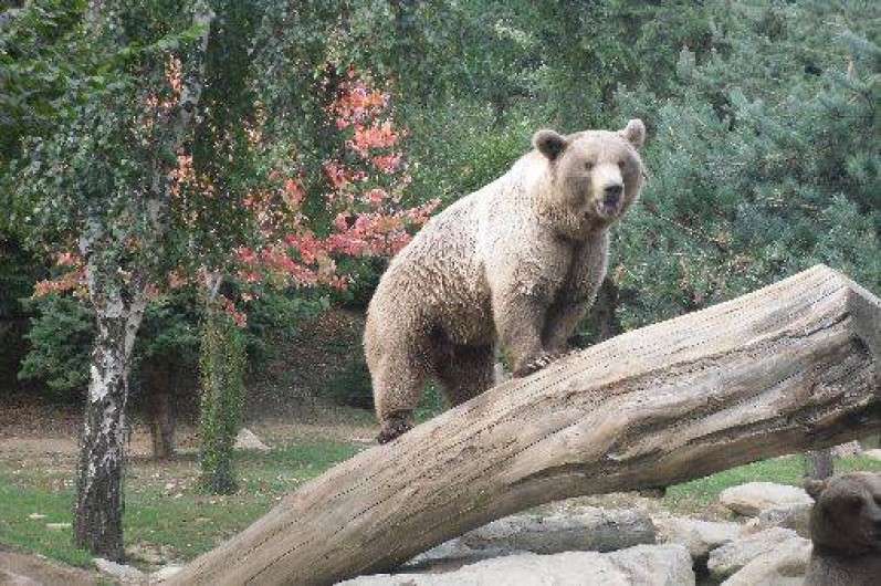 Location de vacances - Appartement à Argelès-Gazost