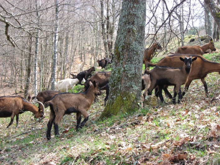 Location de vacances - Chalet à Massat