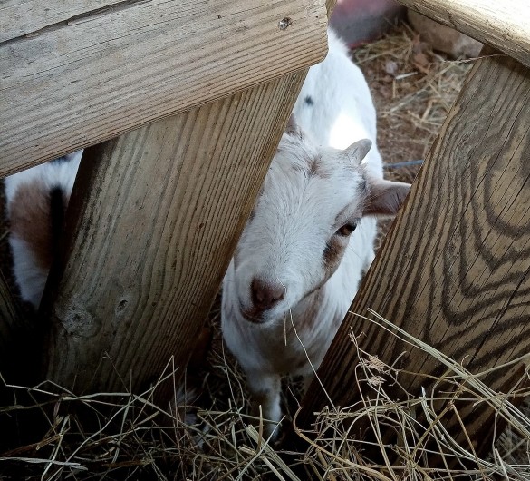 Location de vacances - Gîte à Ruoms - Cuisine