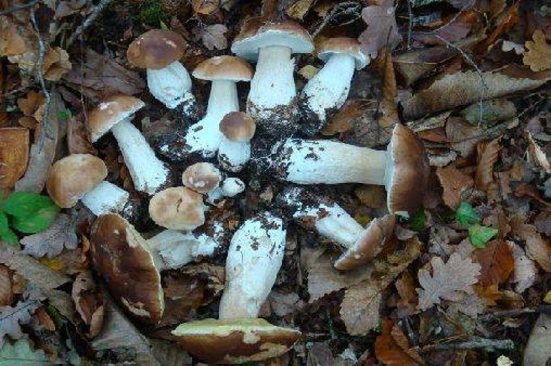 Location de vacances - Gîte à Saint-Martin-la-Méanne