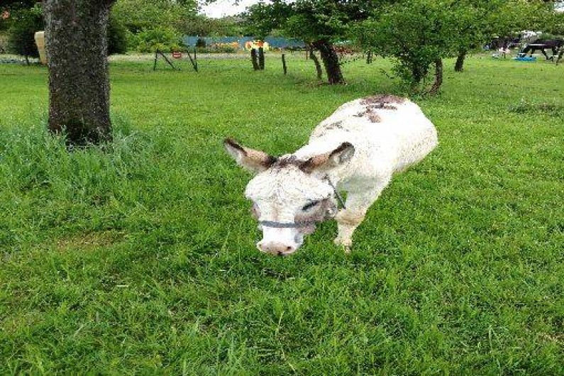 Location de vacances - Gîte à Ottonville