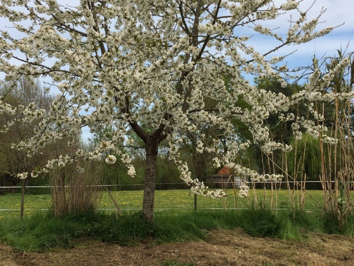 Location de vacances - Villa à Berthenay - Cherish trees Cerisiers en fleurs au jardin
