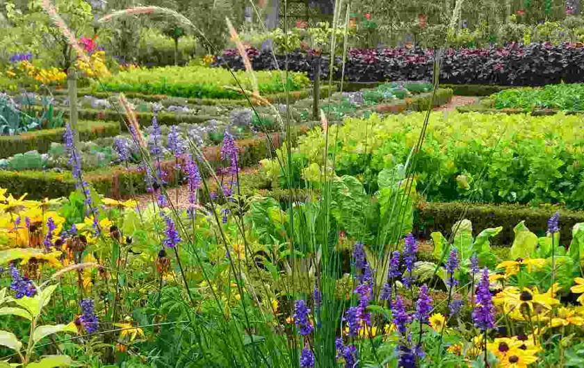 Location de vacances - Villa à Berthenay - VILLANDRY Garden on its best Villandry jardins en fleurs