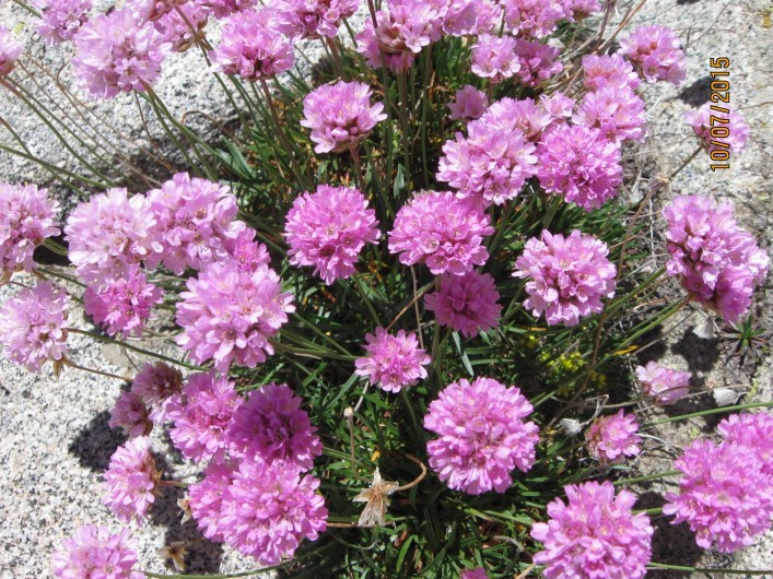 Location de vacances - Appartement à Luz-Saint-Sauveur - Armérie