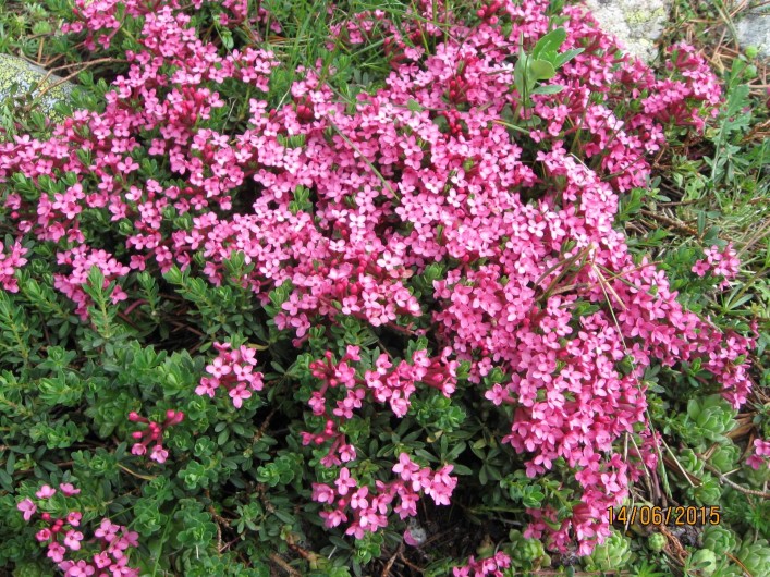 Location de vacances - Appartement à Luz-Saint-Sauveur - Daphnée