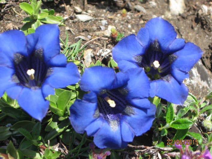 Location de vacances - Appartement à Luz-Saint-Sauveur - Gentiane