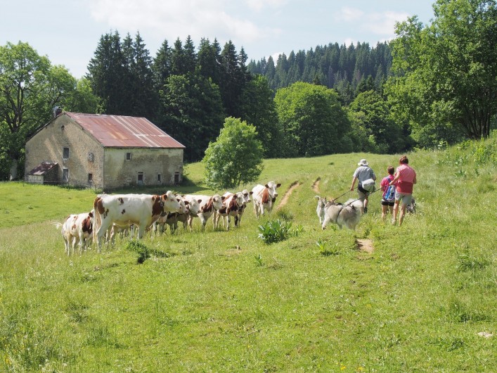 Location de vacances - Chalet à La Pesse - Randonné pédestre au milieu des vaches