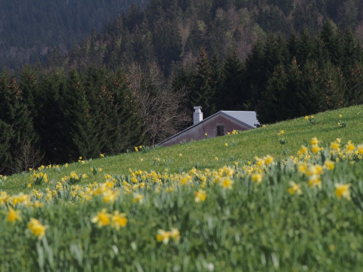Location de vacances - Chalet à La Pesse - Une magnifique nature printanière