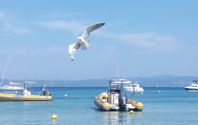 Location de vacances - Appartement à La Londe-les-Maures - envolez vous au paradis