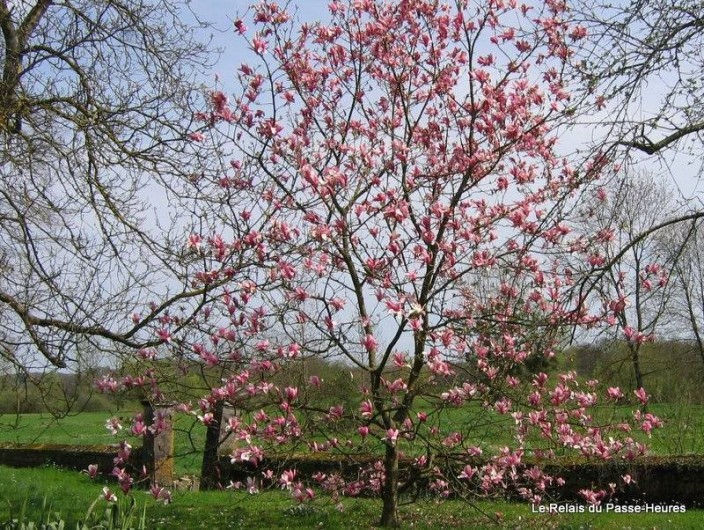 Location de vacances - Chambre d'hôtes à Cenans - Cette année, le magnolia est magnifique !