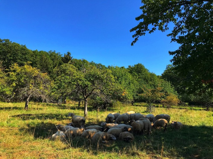 Location de vacances - Gîte à Bœrsch