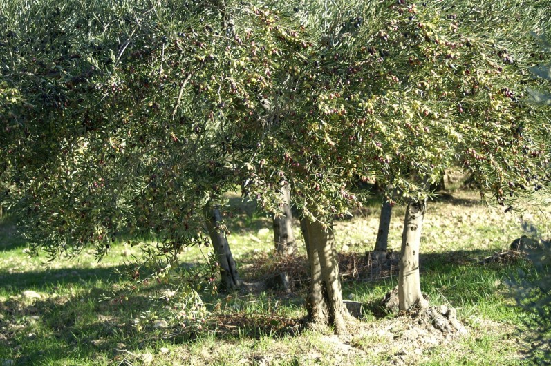 Location de vacances - Villa à Aureille - Oliviers des Alpilles