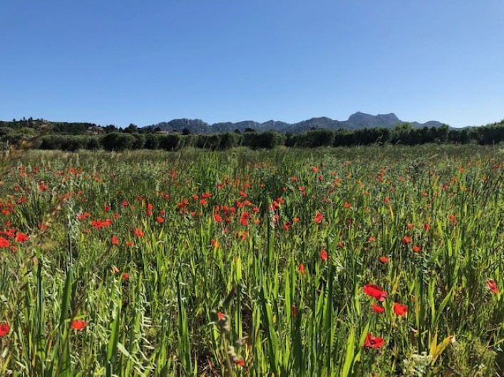 Location de vacances - Villa à Aureille - Alpilles