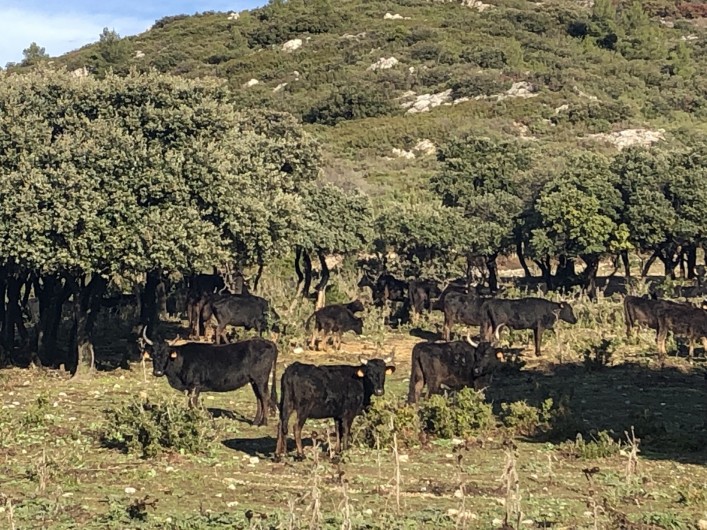 Location de vacances - Villa à Aureille - Alpilles