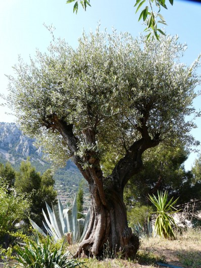 Location de vacances - Studio à Toulon