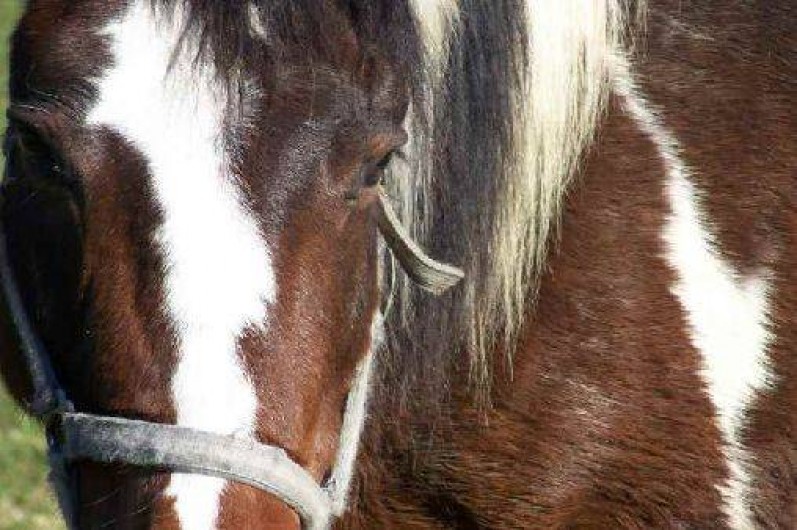 Location de vacances - Gîte à Lasalle