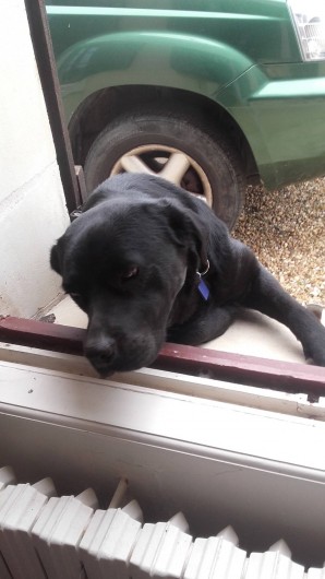 Location de vacances - Maison - Villa à Beaulieu-sur-Layon - Bali notre gentille chienne