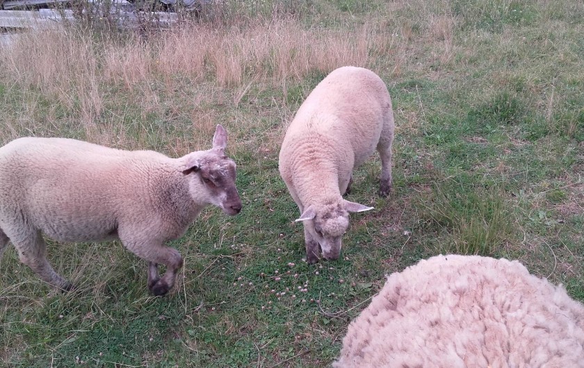 Location de vacances - Maison - Villa à Beaulieu-sur-Layon - Saucisse et kébab avec leur maman Méchoui