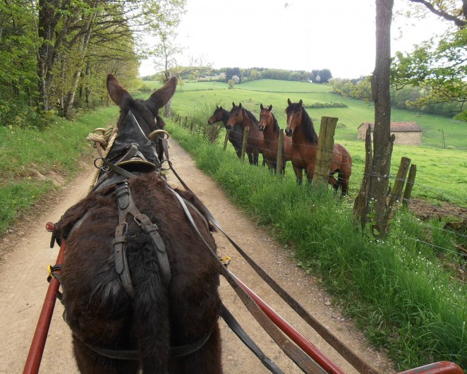 Location de vacances - Gîte à Chirassimont - Balade avec Grêlon