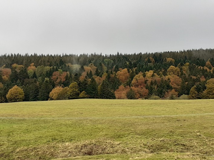 Location de vacances - Appartement à Chastreix - COULEUR AUTOMNALE DANS LA RESERVE DE CHASTREIX