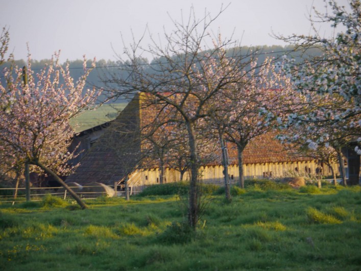 Location de vacances - Gîte à Victot-Pontfol - les pommiers en fleurs