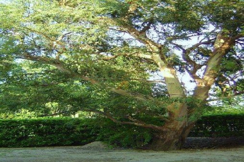 Location de vacances - Appartement à Sauveterre