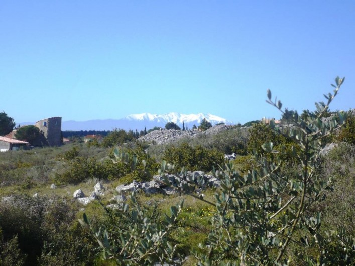 Location de vacances - Maison - Villa à Opoul-Périllos - vue sur le Canigou à 100 m au dessus de la maison