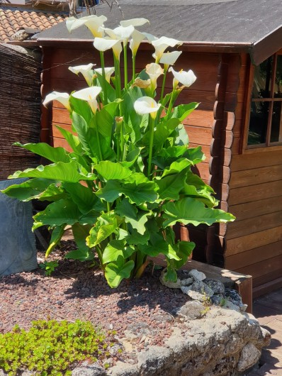 Location de vacances - Studio à La Tour-d'Aigues