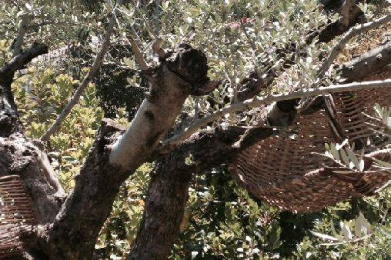 Location de vacances - Villa à Ucciani