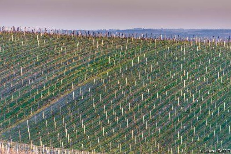 Location de vacances - Maison - Villa à Langoiran