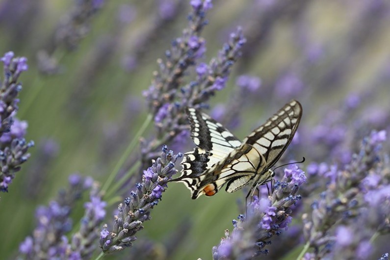 Location de vacances - Camping à Veyrines-de-Domme