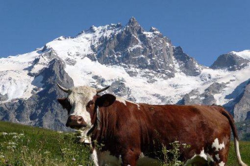 Location de vacances - Appartement à La Grave - La Meije